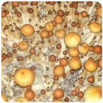 Псилоцибиновые (галлюциногенные)  грибы Psilocybin "Golden Teacher" в Новочеркасске