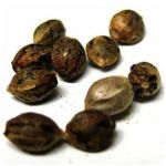 Семена марихуаны АК-47  (Seeds AK-47) в Новочеркасске